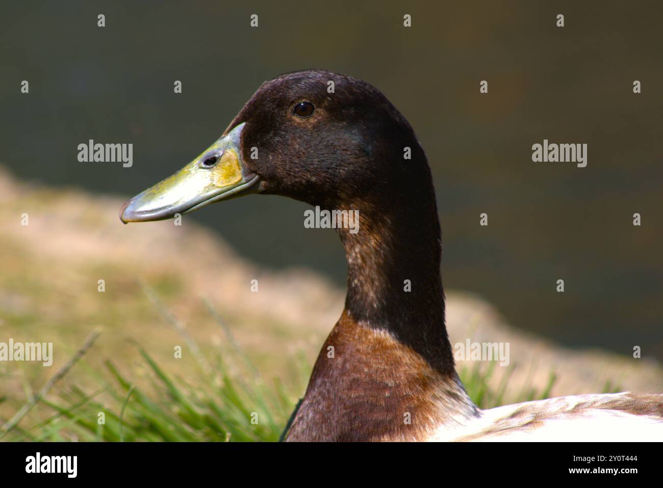 Stockenten-Enten-Nahaufnahme-Seitenprofil Stockfoto