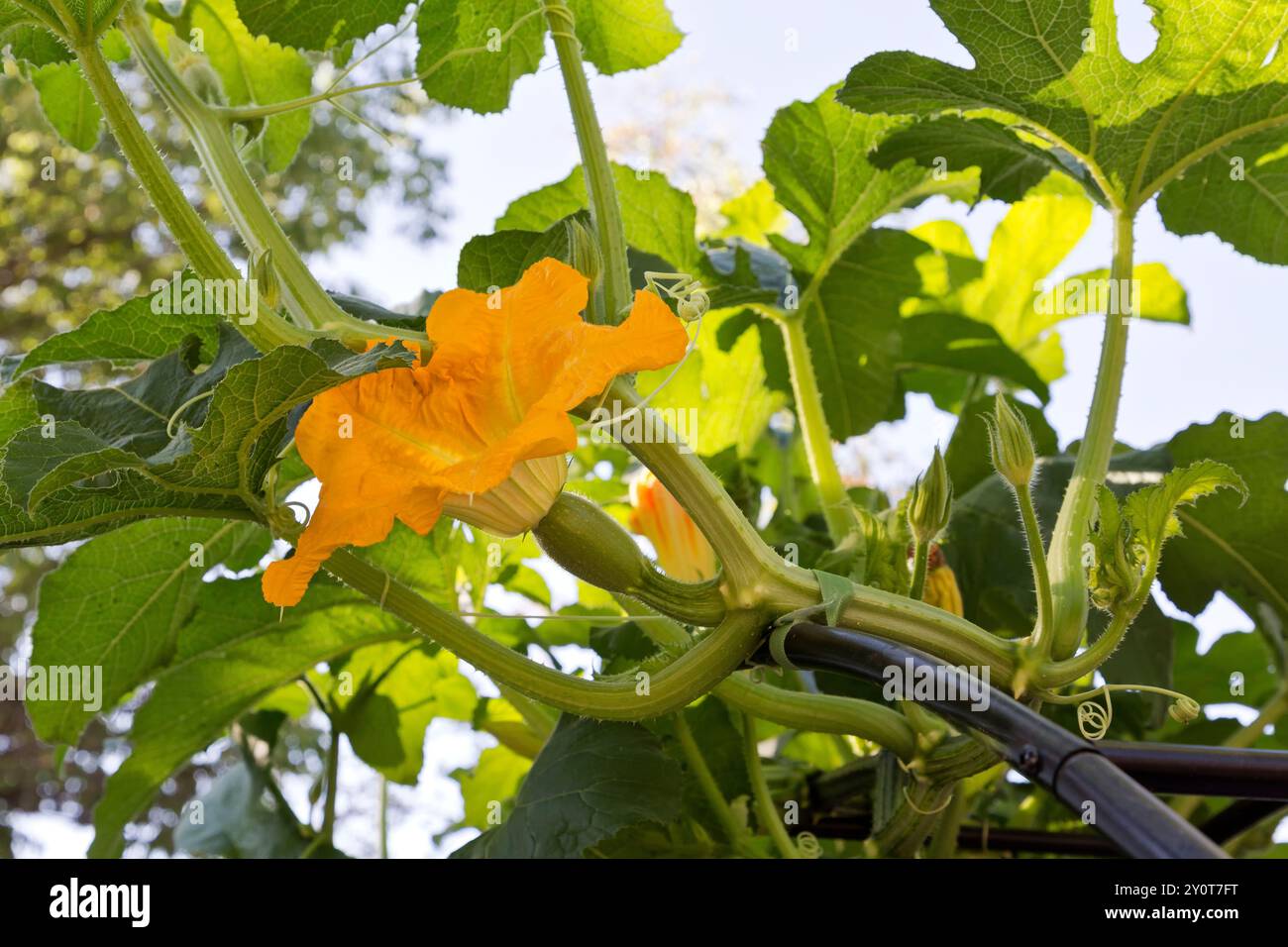 Spalier blühende Kürbisrebe „Cucurbita pepo“, mit Metallspalier, Kalifornien. Stockfoto