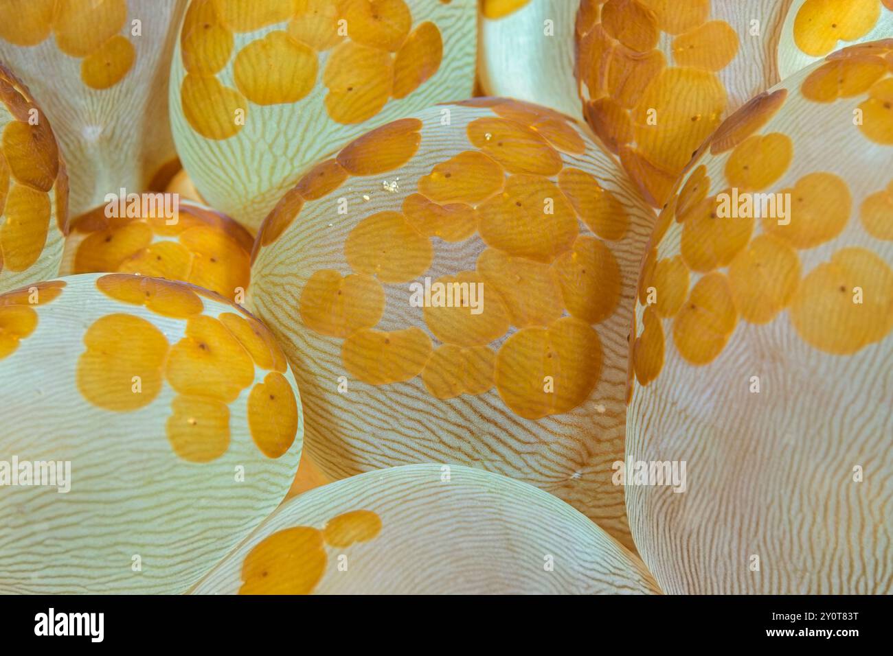 Aceol Flachwürmer, Waminoa sp., on Bubble Coral, Plerogyra sinuosa, Lembeh Strait, Nord-Sulawesi, Indonesien Stockfoto
