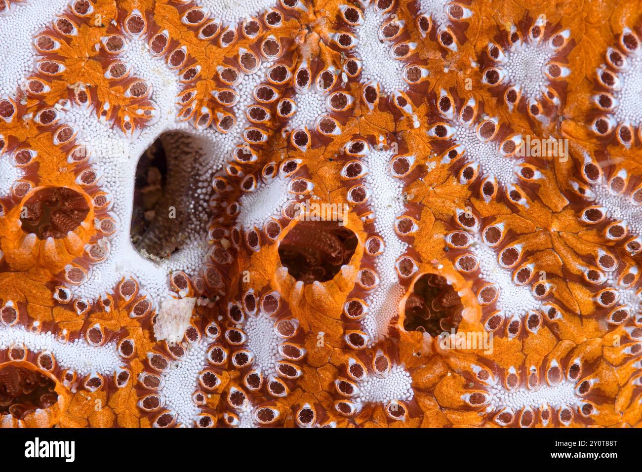 Leiter Ascidian, Botrylloides leachii, Lembeh Strait, Nord-Sulawesi, Indonesien Stockfoto