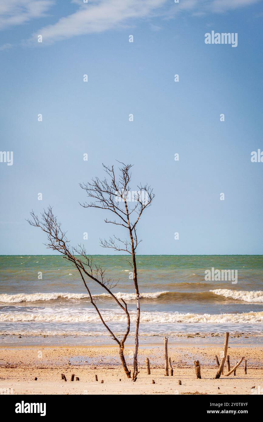 Trockene Bäume und Baumstümpfe am Strand im Fort DeSoto County Park in St. Petersburg, Florida Stockfoto