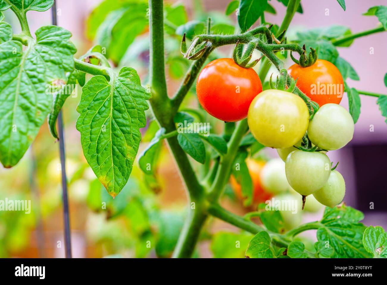 Nahaufnahme von Kirschtomaten, die auf der Weinrebe in einem Garten Reifen Stockfoto