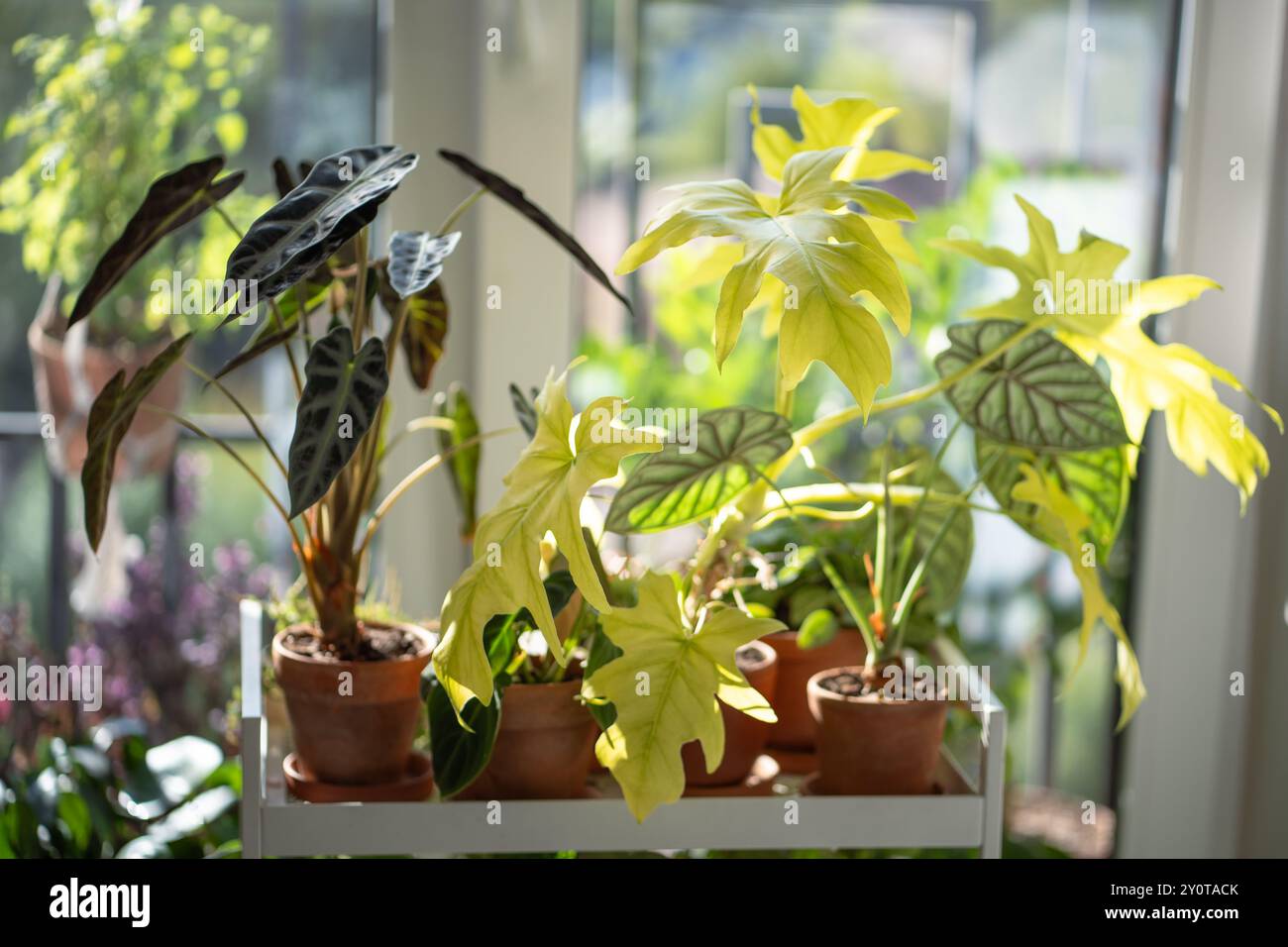 Zimmerpflanzen in Töpfen auf dem Wagen zu Hause. Zimmerpflanzen Alocasia Bambino, Philodendron selloum Gold Satin Stockfoto