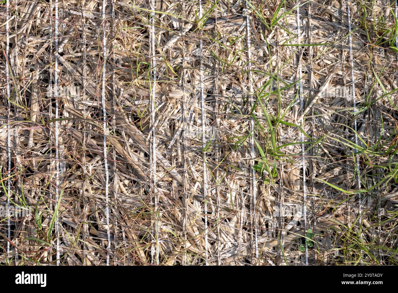 Gewebte Strohmatte zur Bekämpfung von Regenwassererosion bei durchwachsendem Gras Stockfoto