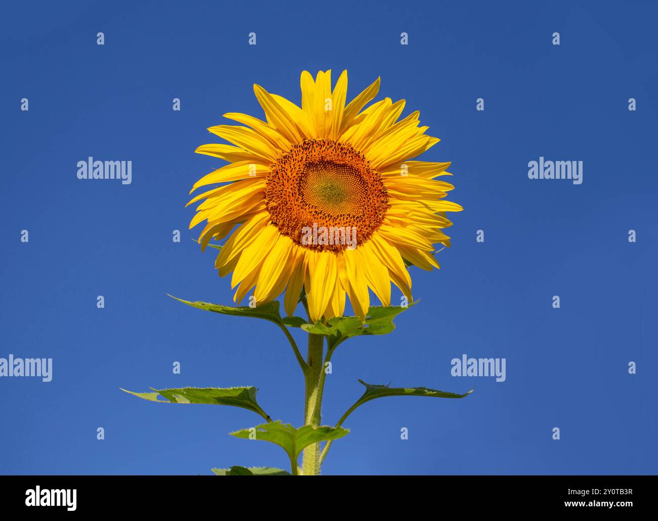 Einzelne Sonnenblume isoliert am Himmel. Stockfoto