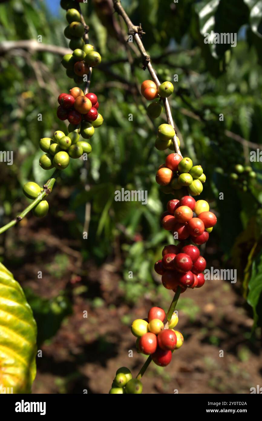 Kaffeekirschen auf einer Farm im Dorf Tegur Wangi, Pagar Alam, Süd-Sumatra, Indonesien. Stockfoto