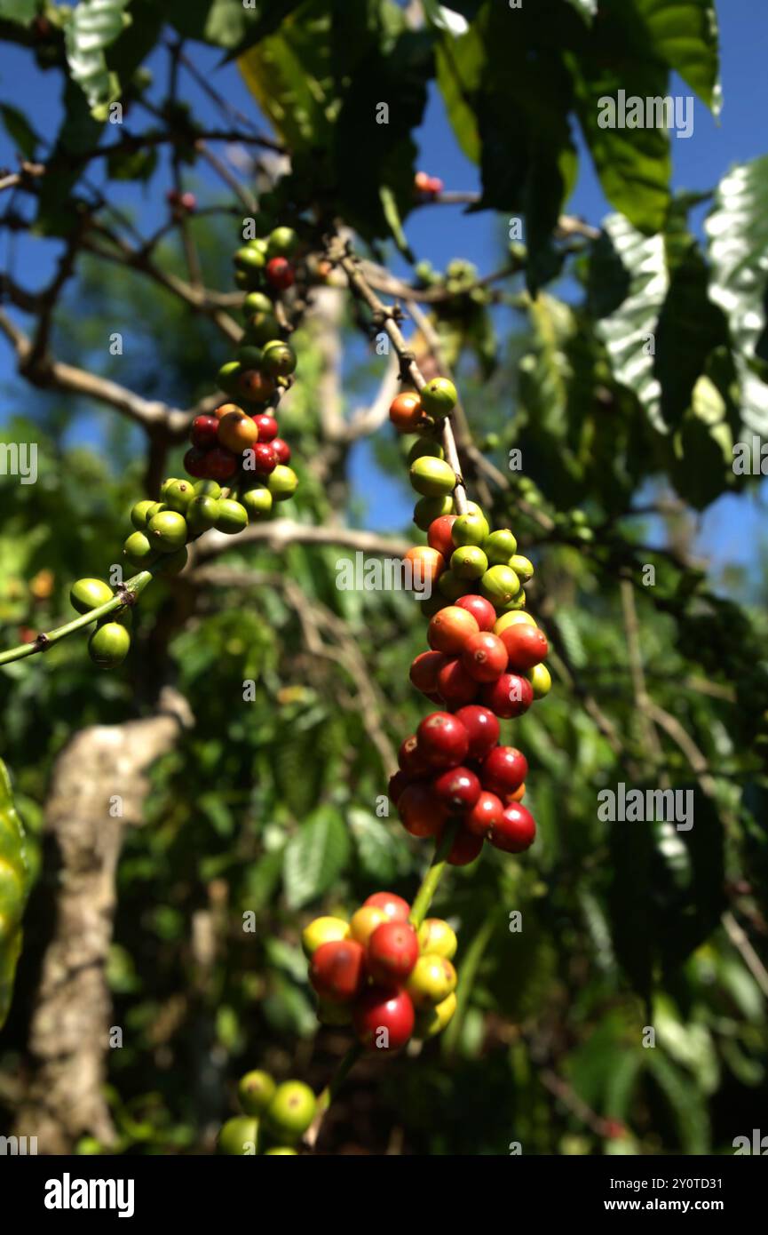 Kaffeekirschen auf einer Farm im Dorf Tegur Wangi, Pagar Alam, Süd-Sumatra, Indonesien. Stockfoto