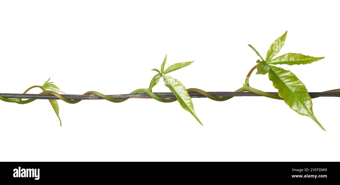 Grüne tropische Pflanzenrebe, die horizontal auf Draht isoliert weißen Hintergrund klettert, trainiert oder Ranken oder Stiele in Richtung Draht führen, Nahaufnahme Stockfoto