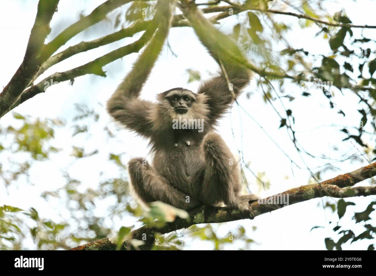 Porträt eines Javanischen Gibbons (Hylobates moloch, silvery gibbon) im Gunung Halimun Salak Nationalpark in West Java, Indonesien. Stockfoto