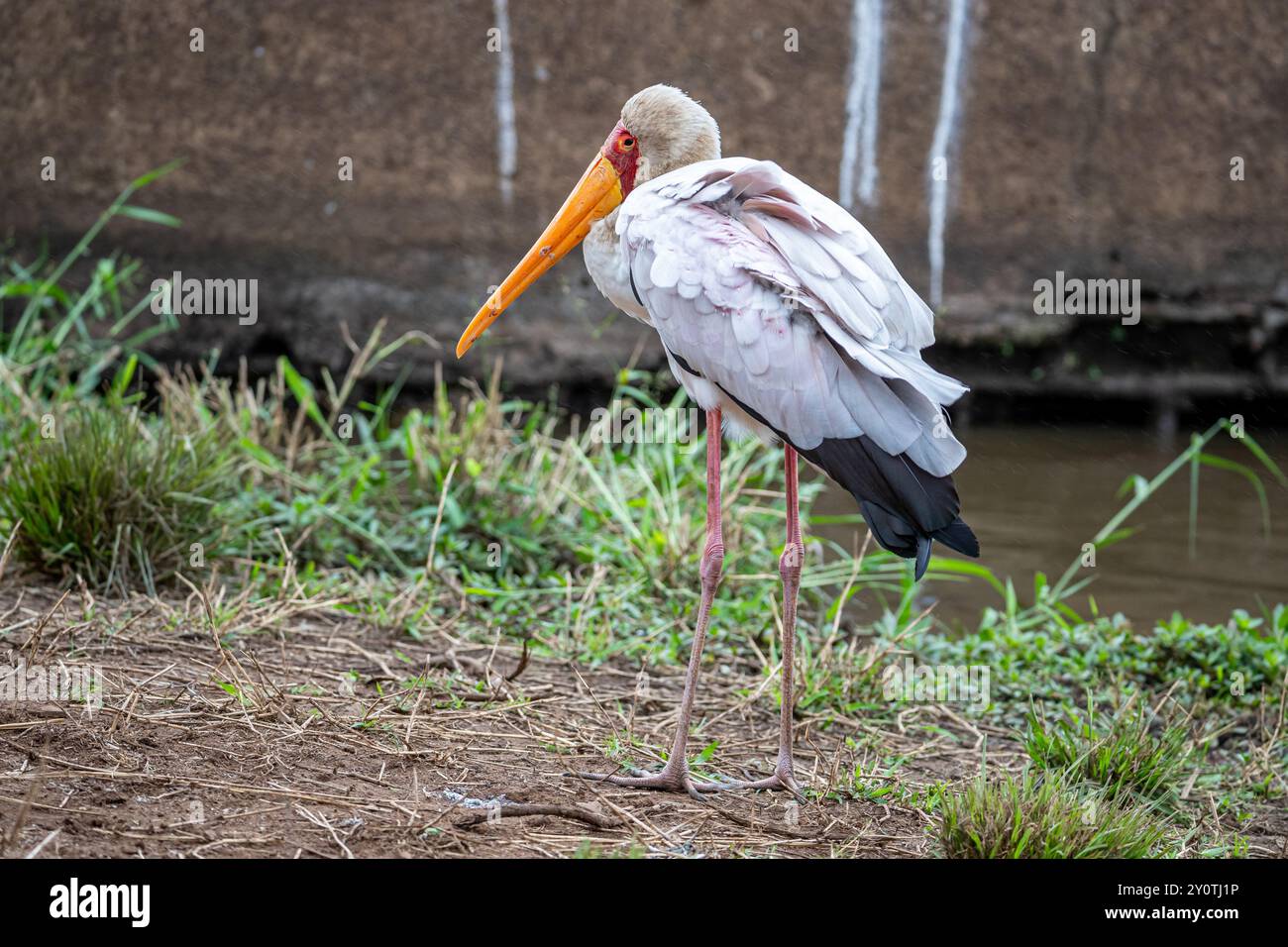 Südafrika, Kruger-Nationalpark, Gelbschnabelstorch (Mycteria ibis) Stockfoto