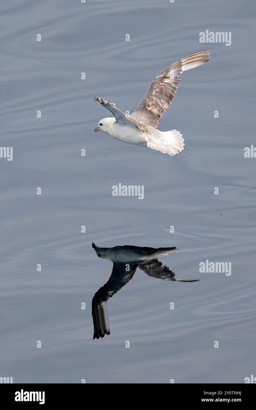 Fulmar (fulmaris glazialis) im Flug über den nordatlantik Stockfoto