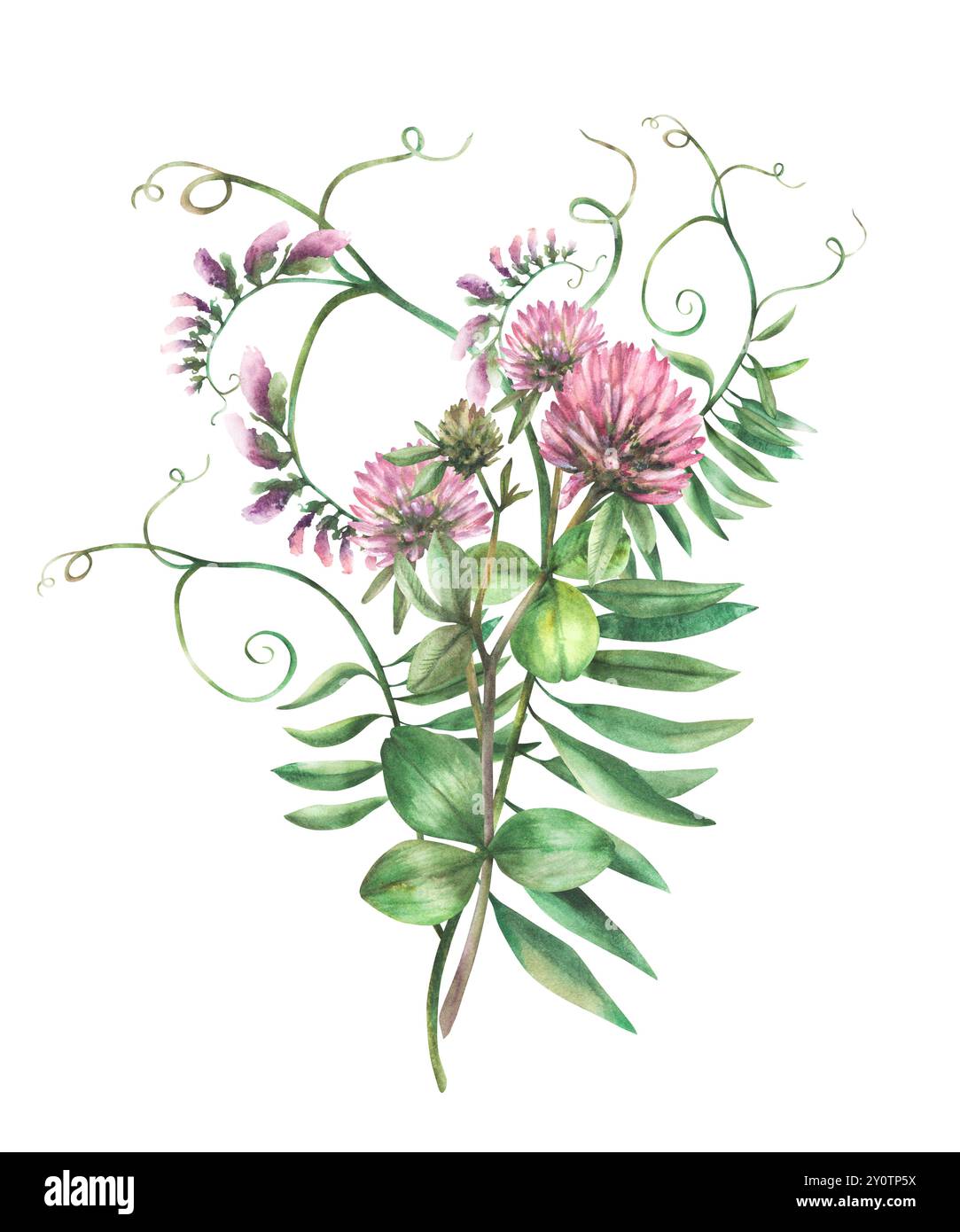 Aquarell Klee rosa Blume Zweig mit Maus Erbse Kletterpflanze Wildblumen Hand gezeichnete Illustration. Wiese Wildkräuter-Bündel. Field Blooming Clipart Stockfoto