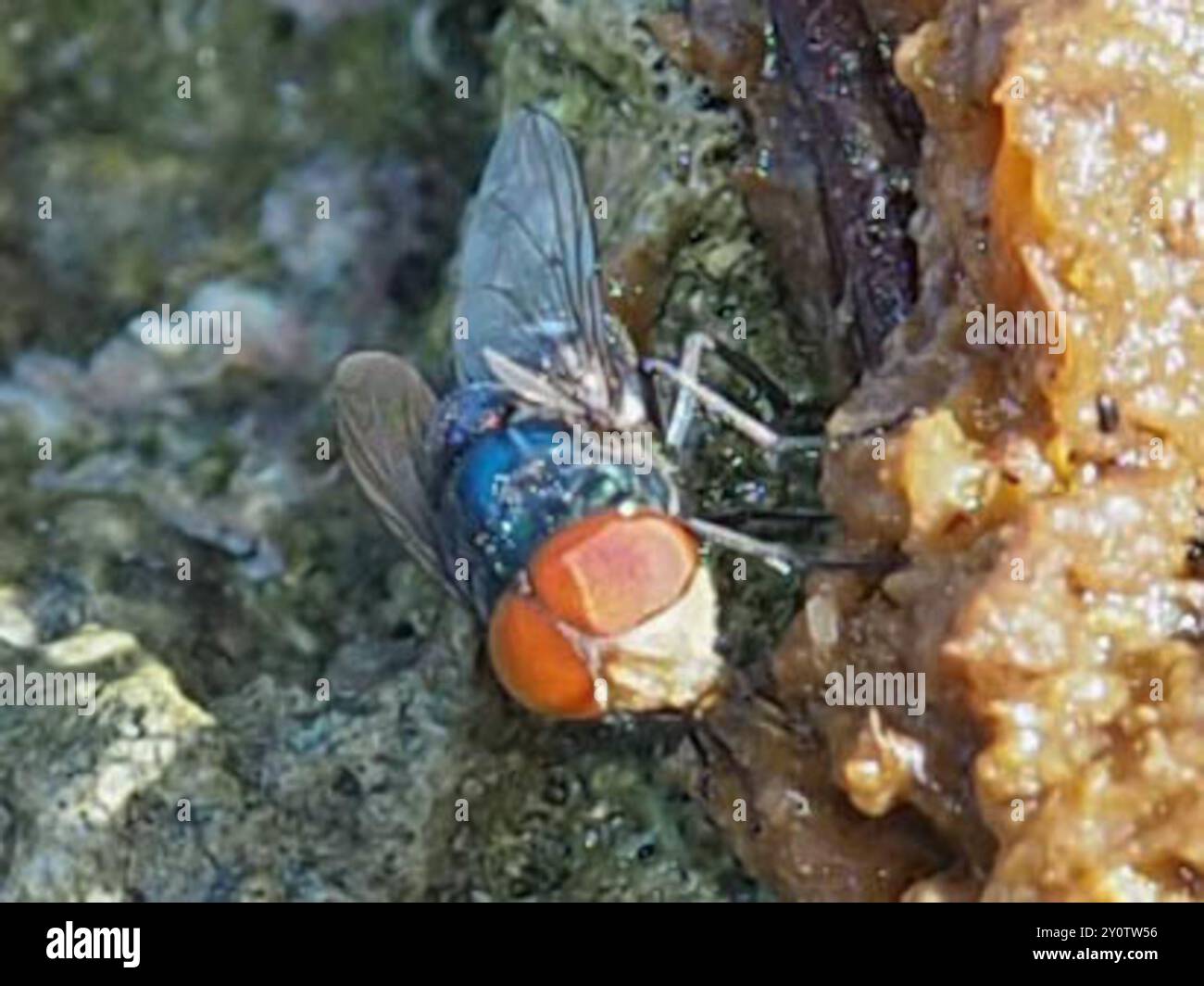 Orientalische Latrinenfliege (Chrysomya megacephala) Insecta Stockfoto