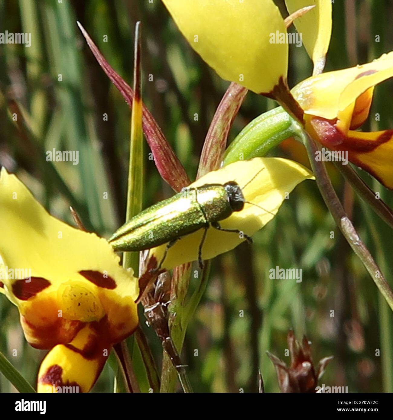 (Melobasis propinqua) Insecta Stockfoto