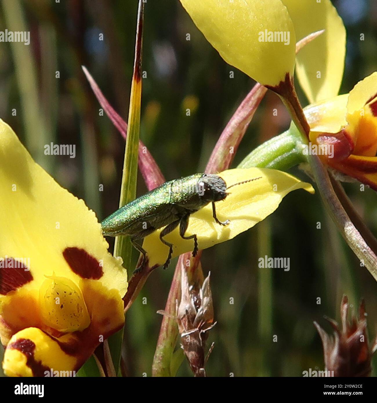 (Melobasis propinqua) Insecta Stockfoto