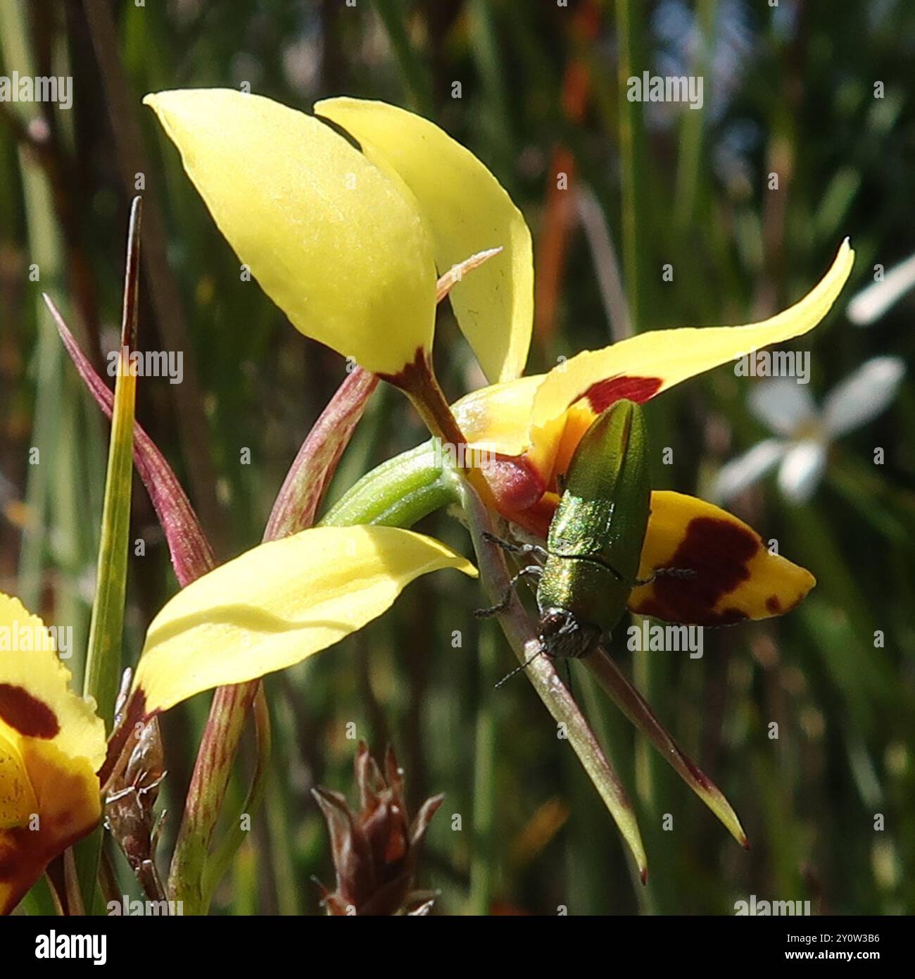 (Melobasis propinqua) Insecta Stockfoto