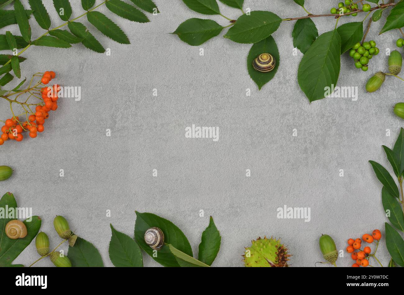 Herbstrahmen aus grünen Blättern, Orangenbeeren, Eicheln, Schnecken mit leerem Platz zum Füllen mit Inhalt in der Mitte. Graue Tabelle mit Draufsicht. Stockfoto