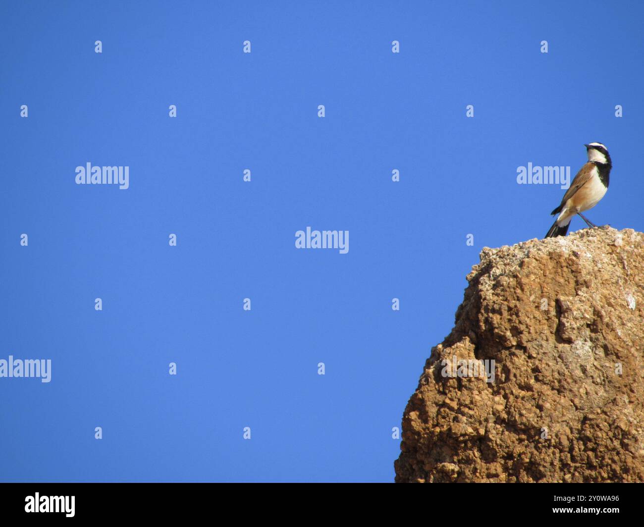 Südlicher Kappenwheatear (Oenanthe pileata pileata) Aves Stockfoto