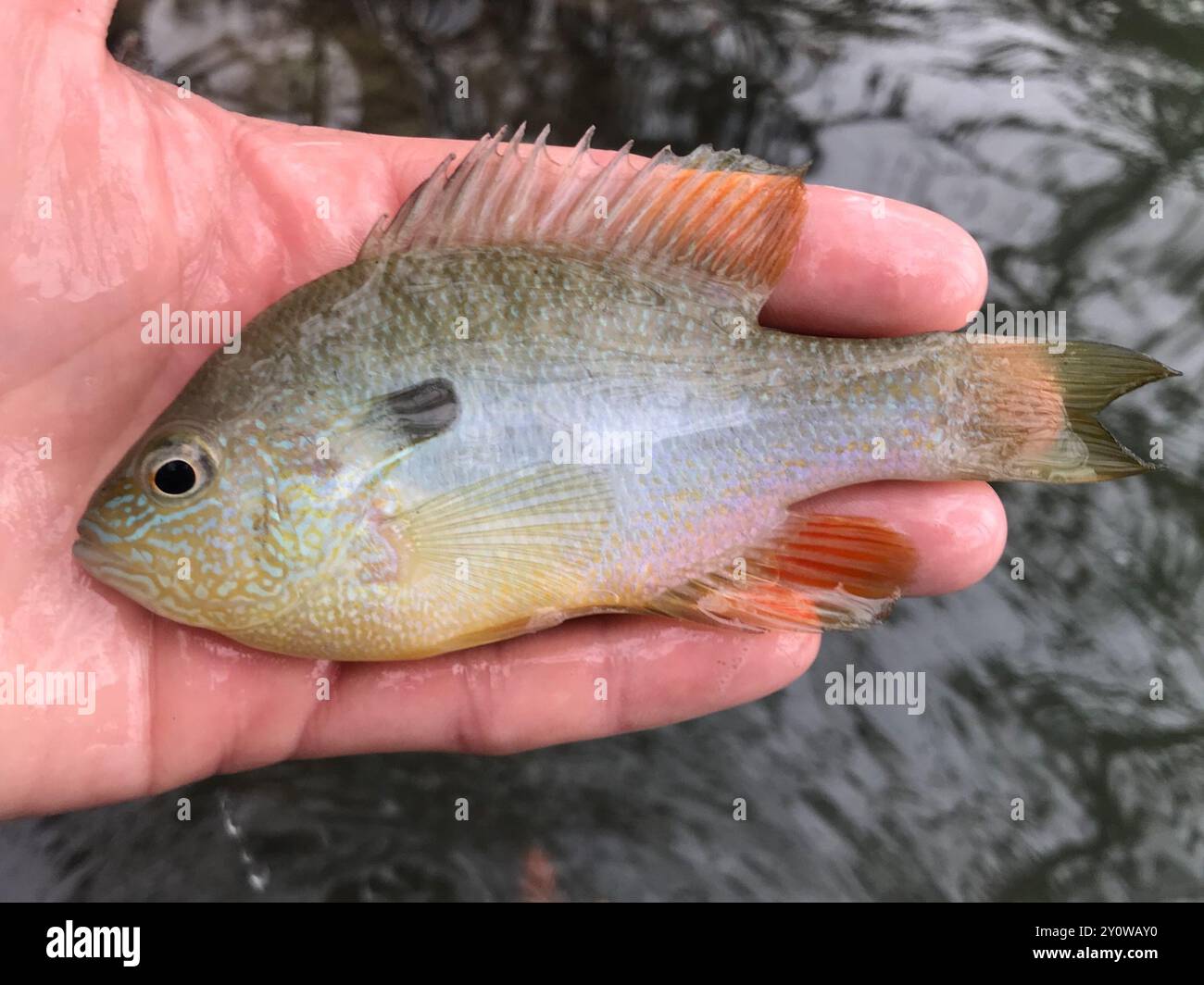 Longear Sunfish Complex (Lepomis megalotis) Actinopterygii Stockfoto