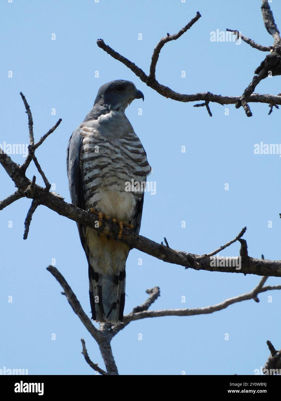 Südafrikanischer Kuckuckhawk (Aviceda cuculoides verreauxii) Aves Stockfoto