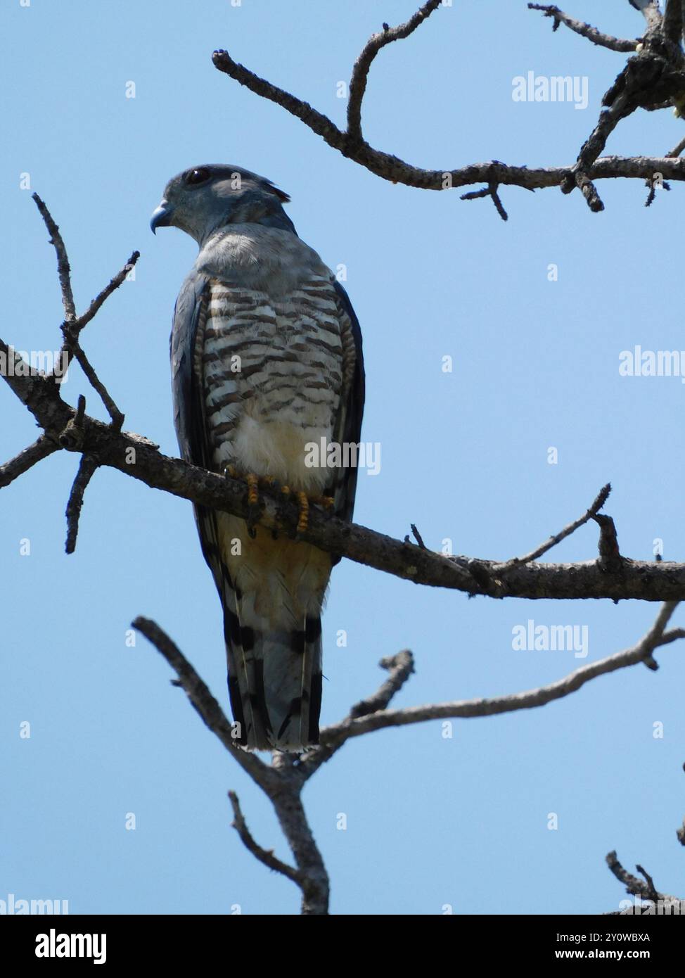 Südafrikanischer Kuckuckhawk (Aviceda cuculoides verreauxii) Aves Stockfoto
