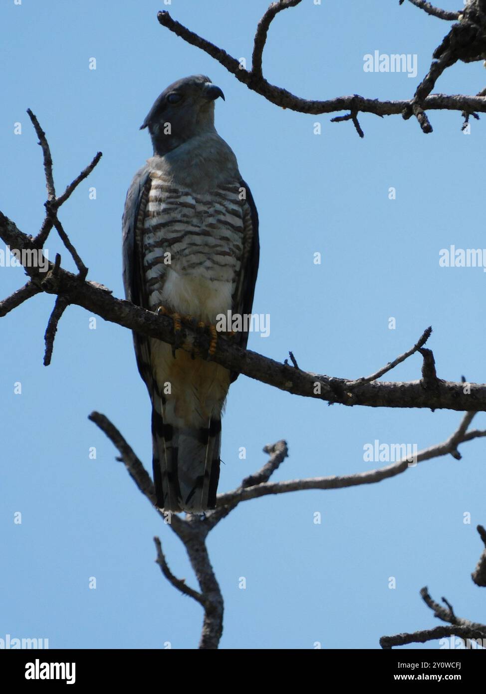 Südafrikanischer Kuckuckhawk (Aviceda cuculoides verreauxii) Aves Stockfoto