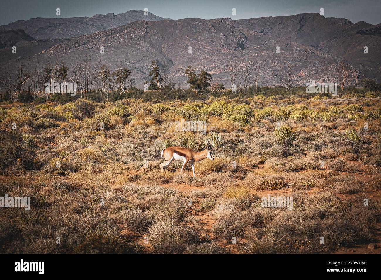 Safari in Südafrika in der Nähe von Kapstadt in einem privaten Wildreservat (Inverdorn) Stockfoto