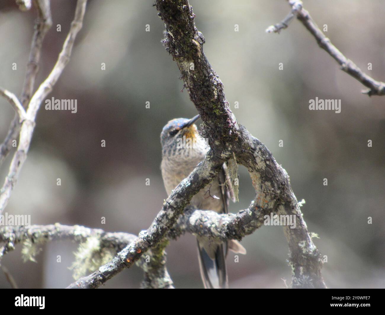 Ecuadorian Hillstar (Oreotrochilus chimborazo) Aves Stockfoto