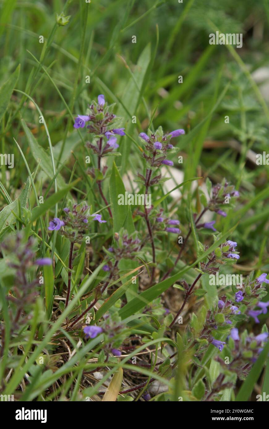 basilikum-Thymian (Clinopodium acinos) Plantae Stockfoto
