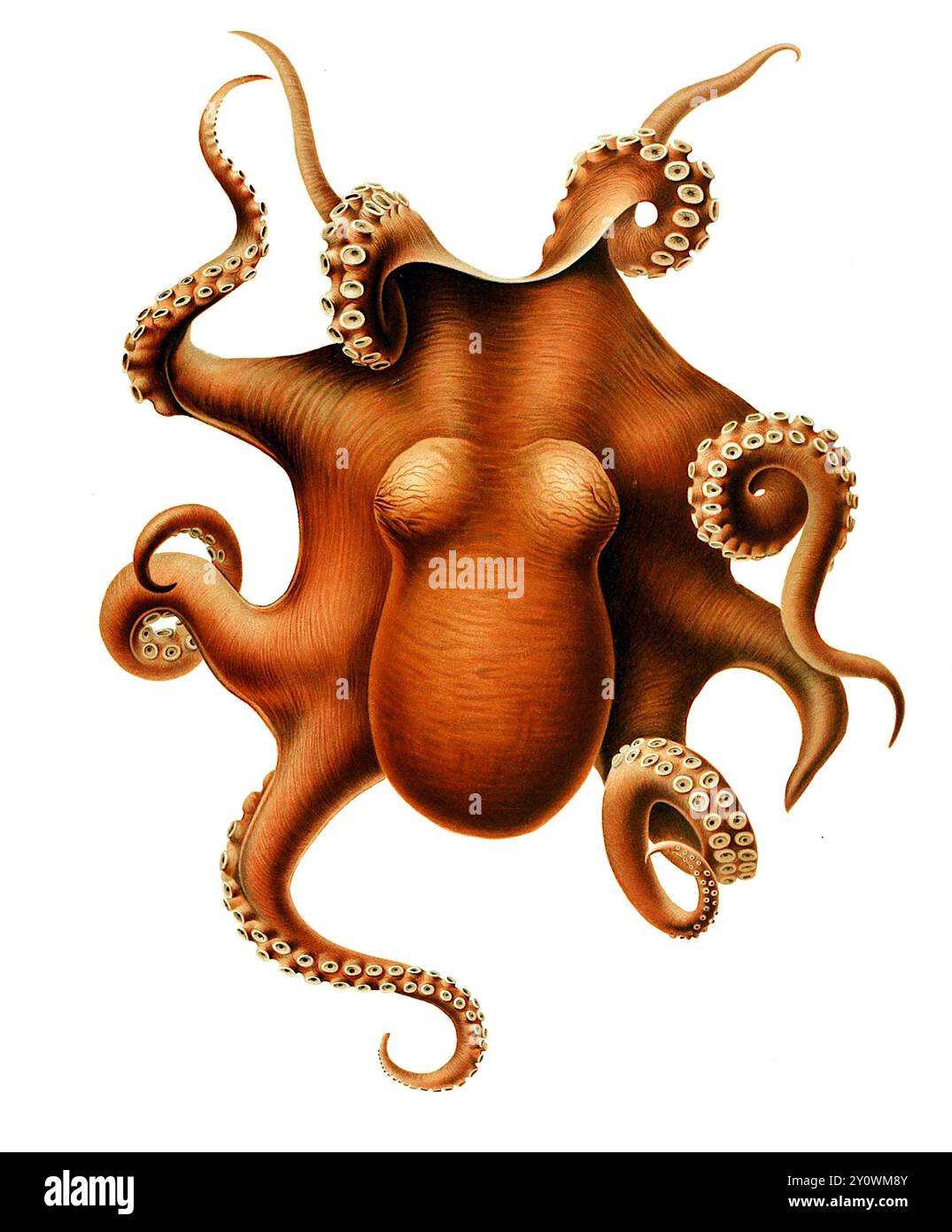Ewald Heinrich Rübsaamen - Benthoctopus levis - 1910 Stockfoto