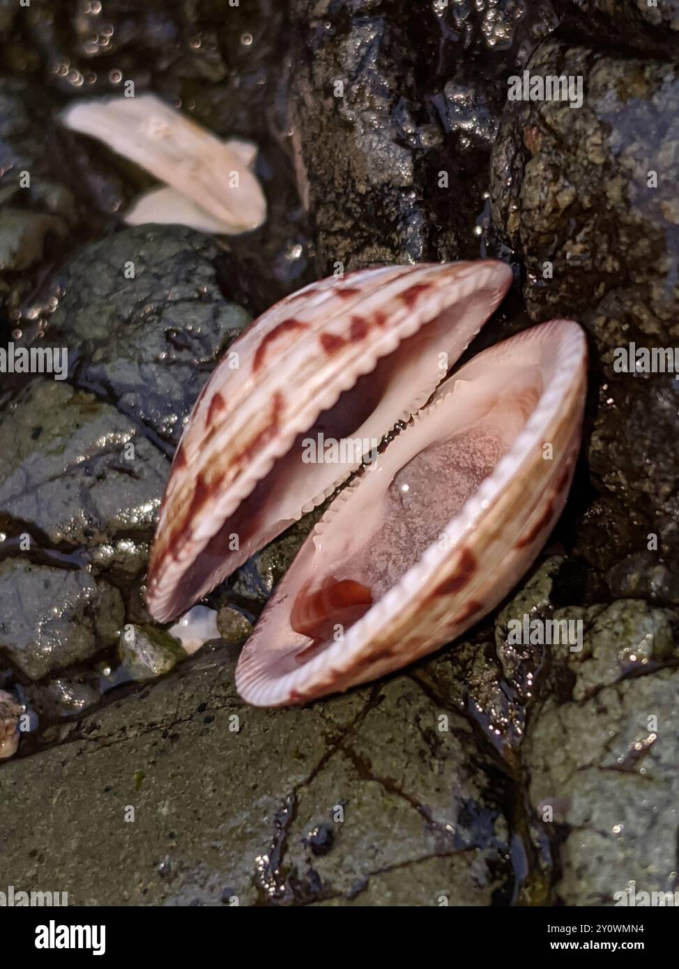 Kalifornische Bittersüße Clam (Glycymeris septentrionalis) Mollusca Stockfoto