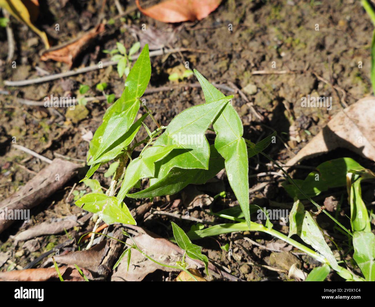 Corkystem Passionsblume (Passiflora suberosa) Plantae Stockfoto