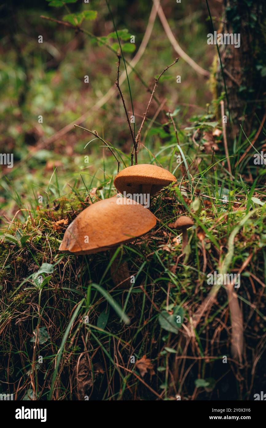 Zwei braune Pilze Leccinum Aurantiacum wachsen auf einem grasbewachsenen Waldboden, umgeben von Moos, Zweigen und natürlichem Laub in einer Waldlandschaft Stockfoto