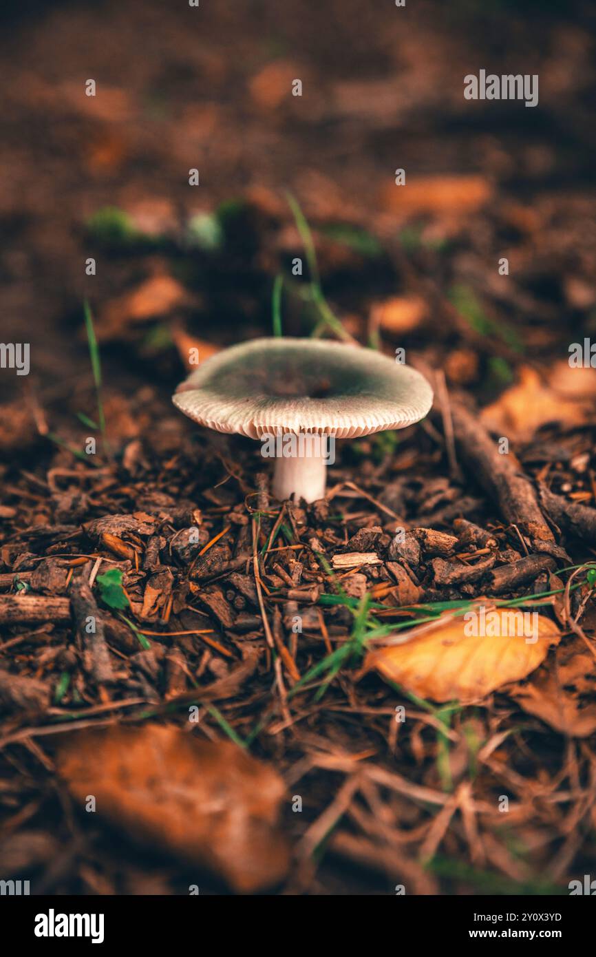 Eine Nahaufnahme eines einzelnen Pilzes Russula Cyanoxantha, der auf einem Waldboden wächst, umgeben von Blättern, Zweigen und Erdtönen Stockfoto