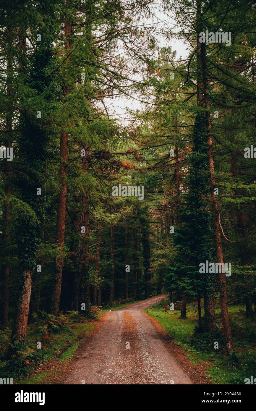 Ein friedlicher, unbefestigter Pfad schlängelt sich durch einen dichten Wald mit hohen grünen Bäumen und Weinstöcken und schafft eine ruhige Naturszene Stockfoto