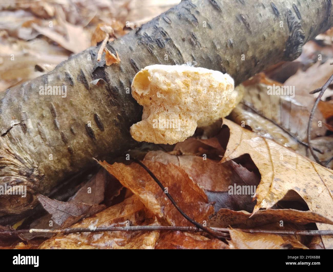 Pilze aus Polyporen (Tyromyces chioneus) des Weißkäses Stockfoto