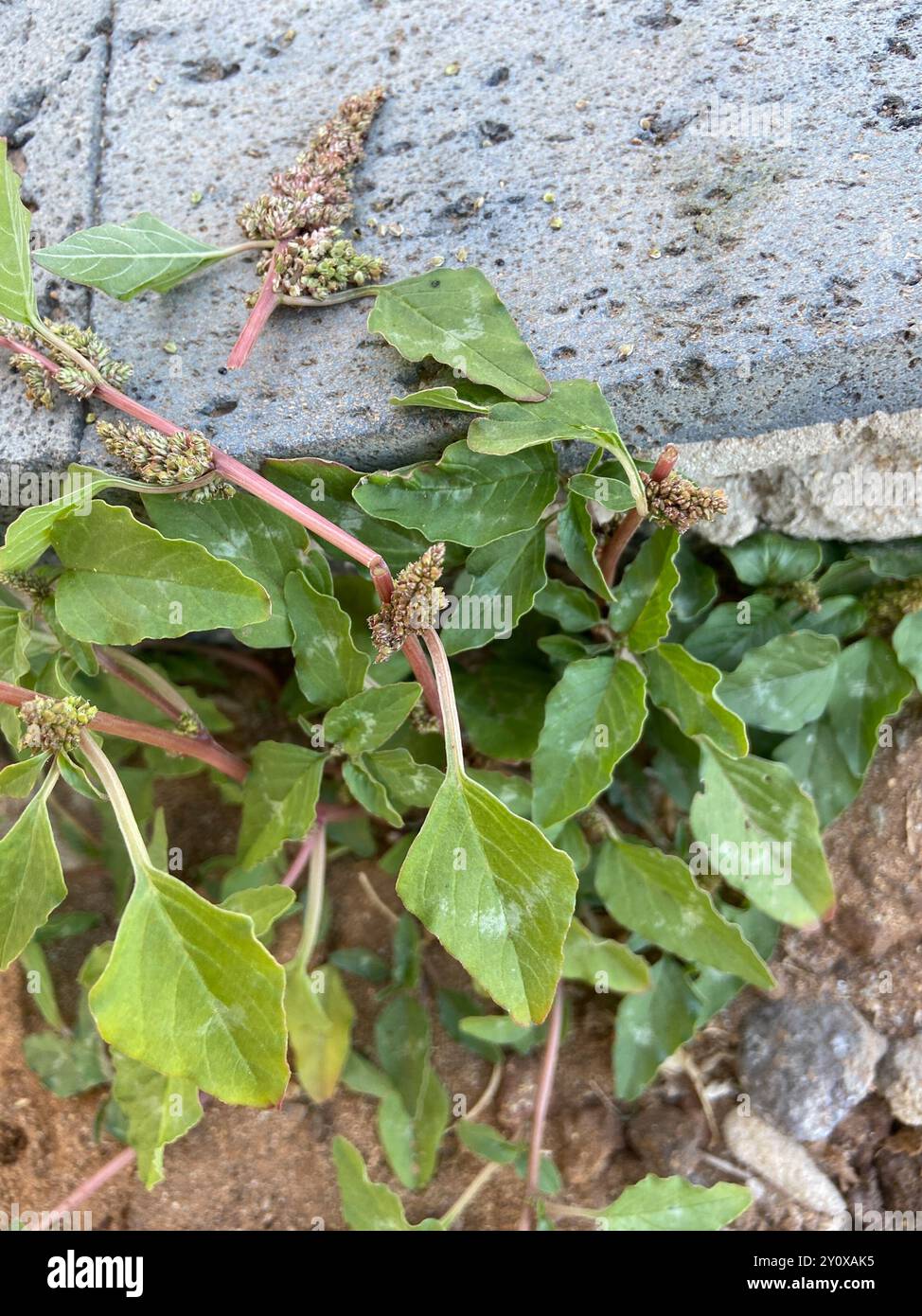 Purple Amaranth (Amaranthus blitum) Plantae Stockfoto