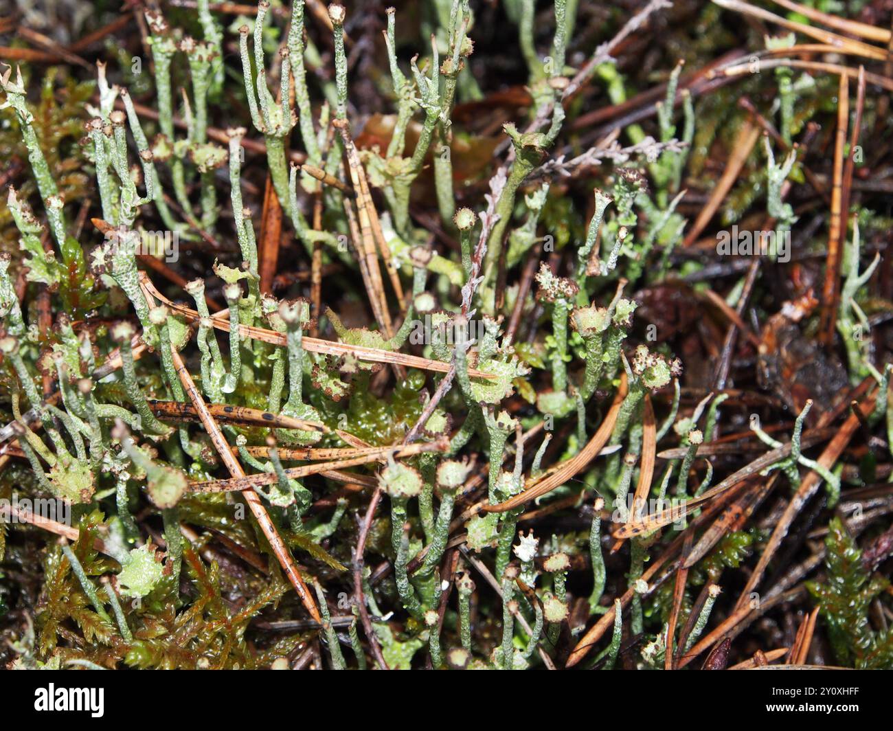 Glatte Hornflechte (Cladonia gracilis) Pilze Stockfoto