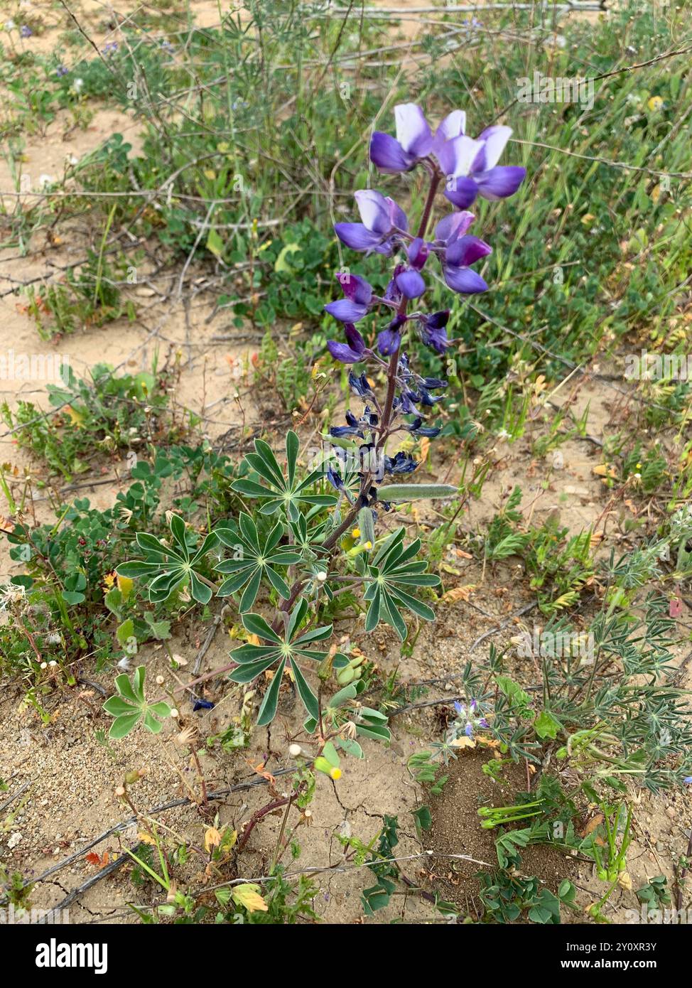 arroyo Lupine (Lupinus succulentus) Plantae Stockfoto