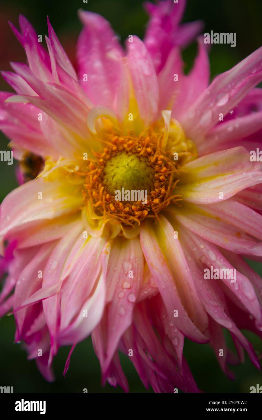 Schöne rosa Garten Dahlien Nahaufnahme mit Gelb in der Mitte Stockfoto