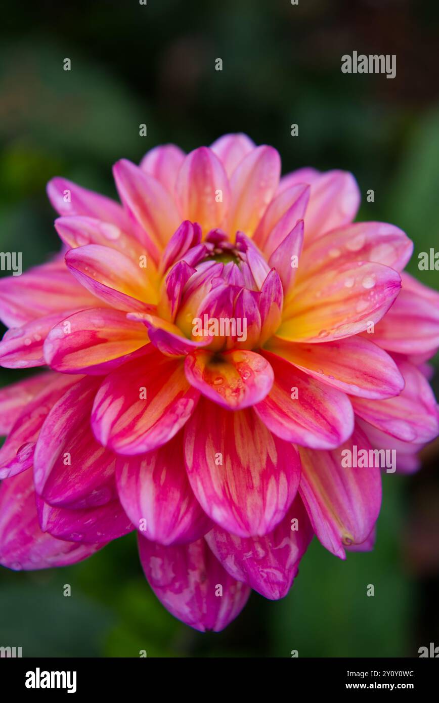 Wunderschöne rosa Garten Dahlien Nahaufnahme mit Wassertropfen Stockfoto