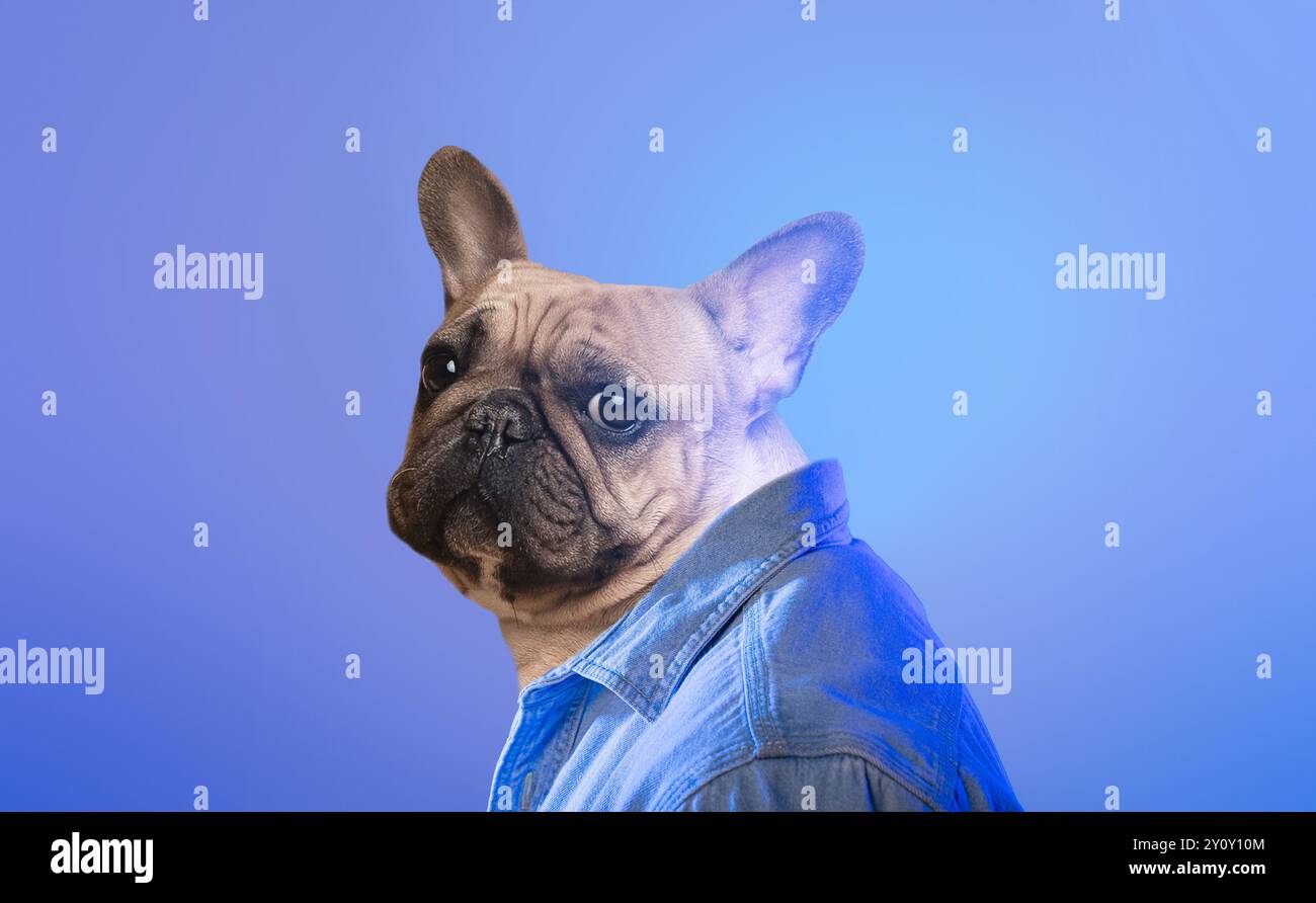 Charmante Französische Bulldogge Mit Denim-Jacke Posiert Vor Blauem Hintergrund Stockfoto