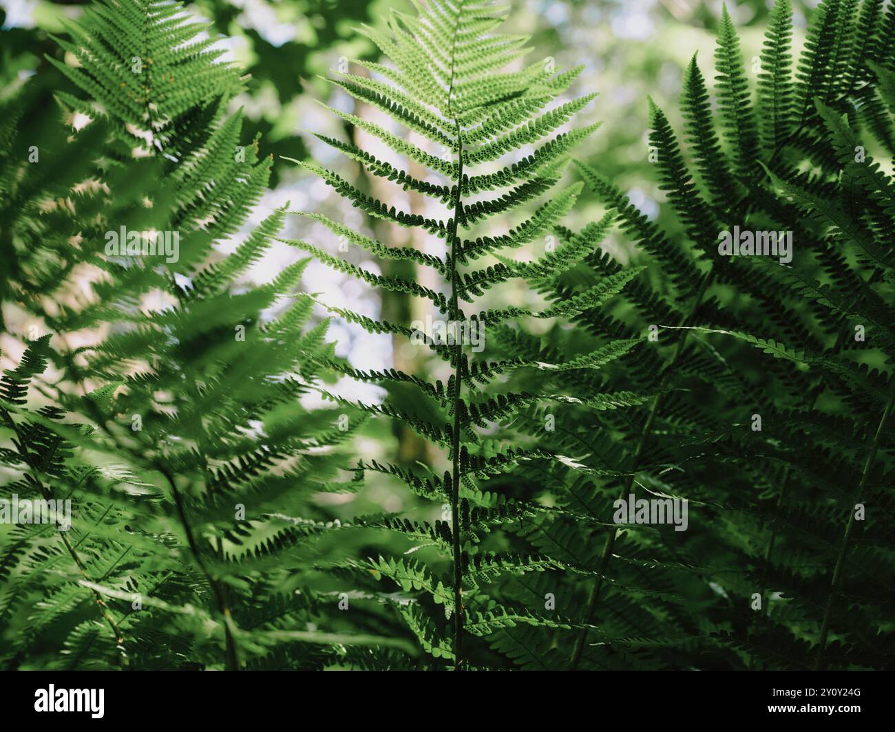 Bracken Farnblatt / Farnwedel mit Sporen - minimale Blattform - Blattflora fraktaler Naturdetails Hintergrund - Bracken (Pteridium) Stockfoto