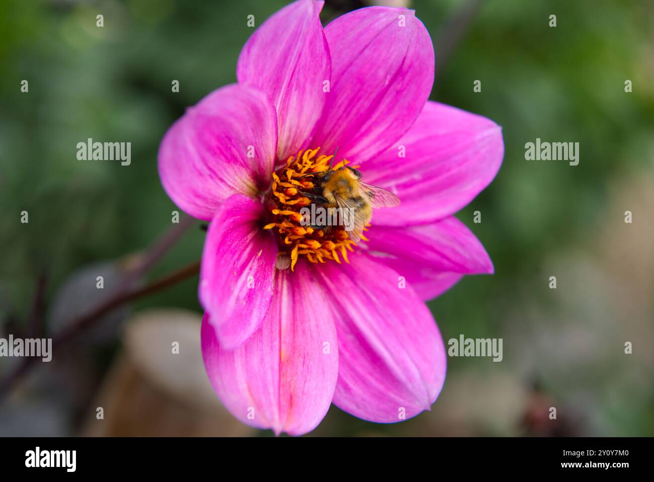 Wunderschöne rosa Garten Dahlien Nahaufnahme mit Gelb in der Mitte und einem Bienenbesuch Stockfoto