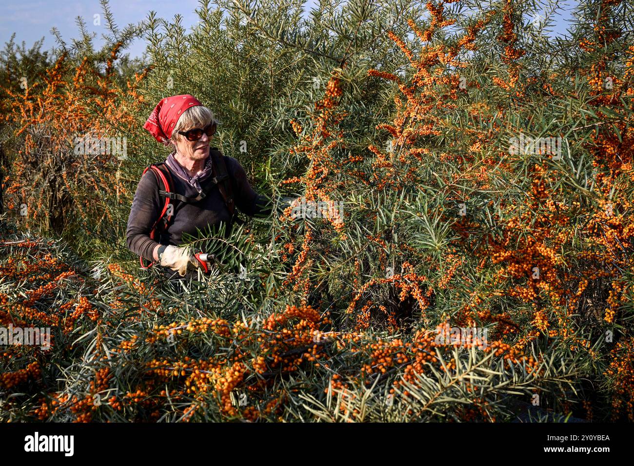 04. September 2024, Brandenburg, Werder (Havel): Während der Sanddornernte schneidet Irmhild Ahlemann auf dem Gelände der Christine Berger GmbH & Co. Die orangefarbenen Beeren aus den Büschen. KG aus den Buchsen. Nach mehreren trockenen Jahren wird nun dank des warmen und feuchten Frühlings und Sommers eine besonders gute Ernte erwartet. Die zertifizierten Sanddornbeeren aus biologischem Anbau, die ohne Pestizide oder Dünger wachsen, werden auf 150 Hektar Land angebaut. Die Forschung darüber, wie Sanddorn besser an das Klima angepasst werden kann, muss noch unterstützt werden. Sanddorn ist ein wilder Obstbaum A Stockfoto