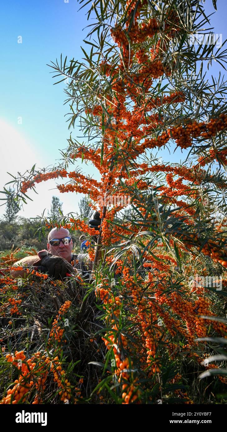 04. September 2024, Brandenburg, Werder (Havel): Während der Sanddornernte schneidet Ingolf Kühn auf dem Gelände der Christine Berger GmbH & Co. Die orangefarbenen Beeren aus den Büschen. KG aus den Buchsen. Nach mehreren trockenen Jahren wird nun dank des warmen und feuchten Frühlings und Sommers eine besonders gute Ernte erwartet. Die zertifizierten Sanddornbeeren aus biologischem Anbau, die ohne Pestizide oder Dünger wachsen, werden auf 150 Hektar Land angebaut. Die Forschung darüber, wie Sanddorn besser an das Klima angepasst werden kann, muss noch unterstützt werden. Sanddorn ist ein wilder Obstbaum und es Stockfoto