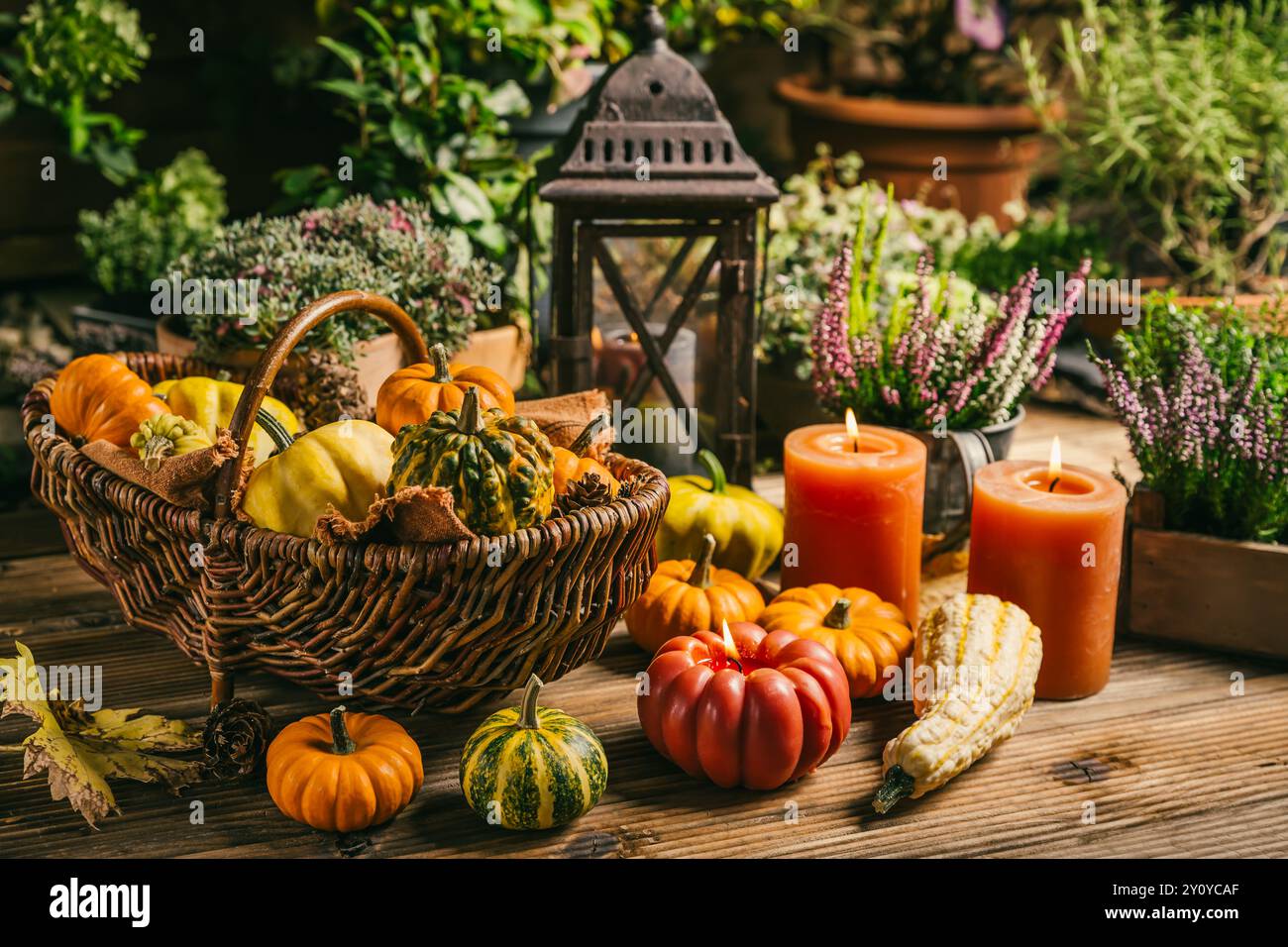 Wunderschöne Herbstterrasse und Terrassendekoration mit Kürbissen, Laterne, Pflanzen und Blumen Stockfoto