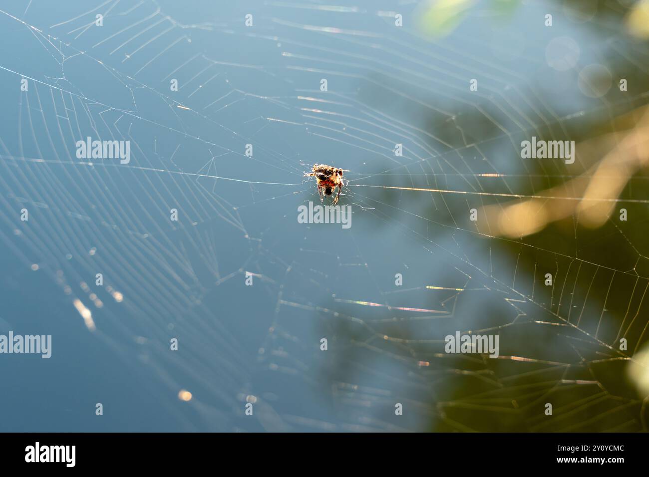 Eine Spinne sitzt auf einem Netz im Wasser. Die Spinne ist braun und schwarz. Das Netz ist sehr dünn und empfindlich Stockfoto