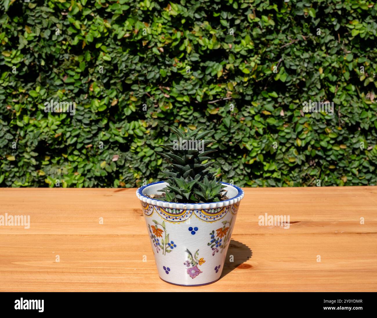 Schöne Pflanze von Haworthia in einem dekorativen Keramiktopf auf einem Holztisch vor grünem Kriecheleifeweinfall Stockfoto