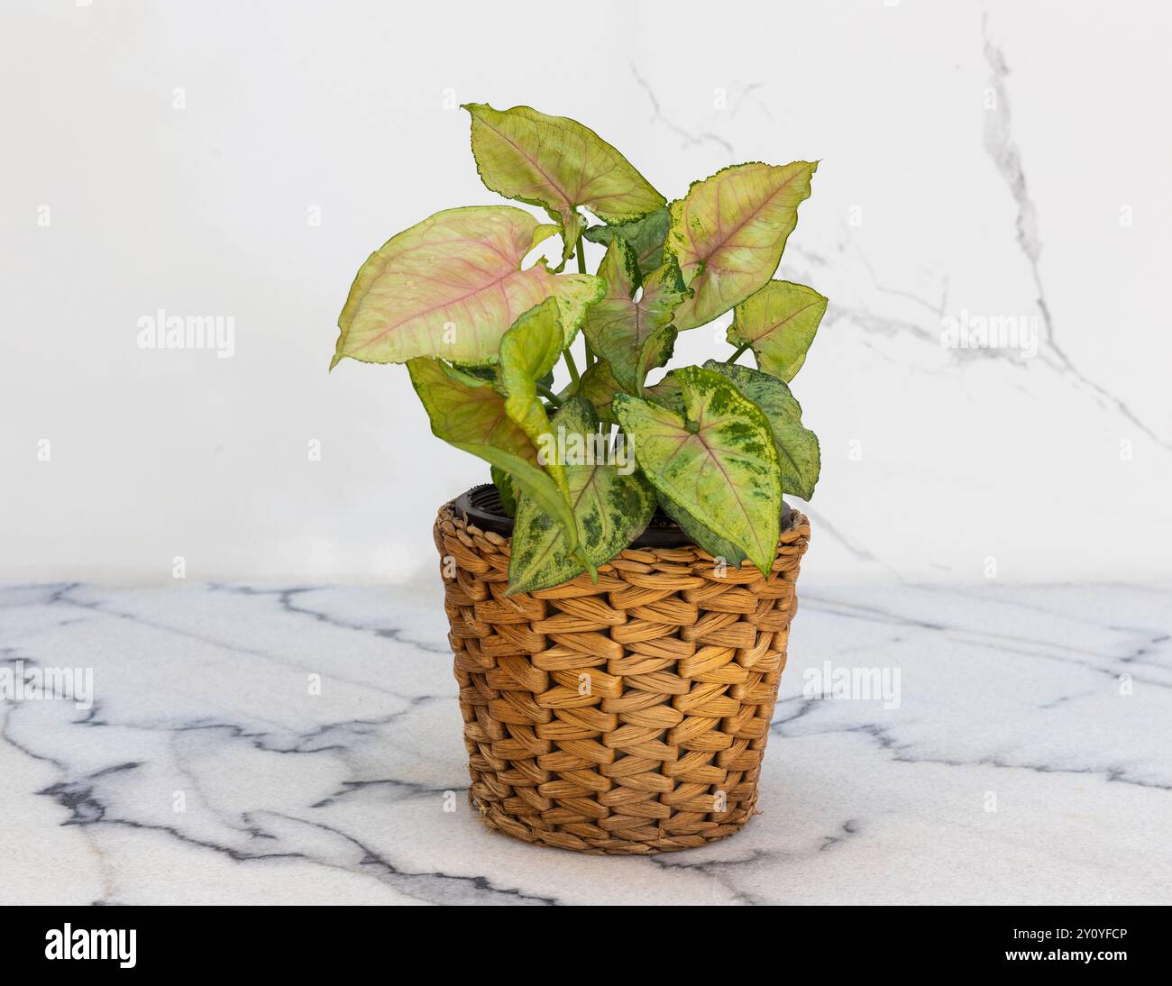 Arrowhead-Schmetterling pflanzt Nephthytis in einem gewebten Korbtopf auf einem Marmorboden Stockfoto